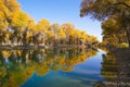 Colorful Populus Water Reflection in autumn by River Tarim Royalty Free Stock Photo