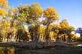 Colorful Populus Water Reflection in autumn by River Tarim Royalty Free Stock Photo