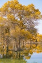 Colorful Populus Water Reflection in autumn by River Tarim Royalty Free Stock Photo