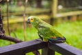 Colorful portrait of Amazon macaw parrot against jungle. Side view of wild parrot on green background. Wildlife and Royalty Free Stock Photo