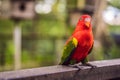 Colorful portrait of Amazon macaw parrot against jungle. Side view of wild parrot on green background. Wildlife and Royalty Free Stock Photo