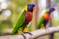 Colorful portrait of Amazon macaw parrot against jungle. Side view of wild parrot on green background. Wildlife and Royalty Free Stock Photo