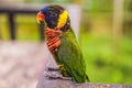Colorful portrait of Amazon macaw parrot against jungle. Side view of wild parrot on green background. Wildlife and Royalty Free Stock Photo