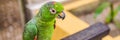 Colorful portrait of Amazon macaw parrot against jungle. Side view of wild parrot on green background. Wildlife and Royalty Free Stock Photo