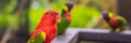 Colorful portrait of Amazon macaw parrot against jungle. Side view of wild parrot on green background. Wildlife and Royalty Free Stock Photo