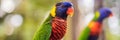 Colorful portrait of Amazon macaw parrot against jungle. Side view of wild parrot on green background. Wildlife and Royalty Free Stock Photo