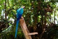 Funny tropical Parrots, Carribean Royalty Free Stock Photo