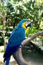 Funny tropical Parrots, Carribean Royalty Free Stock Photo