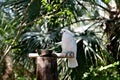 Funny tropical Parrots, Carribean Royalty Free Stock Photo