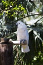 Funny tropical Parrots, Carribean Royalty Free Stock Photo