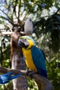 Funny tropical Parrots, Carribean Royalty Free Stock Photo