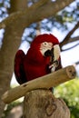 Funny tropical Parrots, Carribean Royalty Free Stock Photo