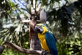 Funny tropical Parrots, Carribean Royalty Free Stock Photo