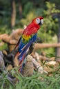 Colorful portrait of Amazon red macaw parrot against jungle. Side view of wild parrot head on green background. Wildlife and rainf Royalty Free Stock Photo