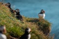 Colorful portrait of a beautiful puffin bird from Iceland, shot on a sunny day. Frontal view on a green ledge