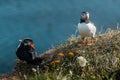 Colorful portrait of a beautiful puffin bird from Iceland, shot on a sunny day. Frontal view on a green ledge