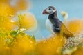 Colorful portrait of a beautiful puffin bird from Iceland, shot on a sunny day. Side view of a puffin, looking through the flowers