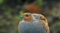 Colorful portrait of a bird on an autumn background. Grey partridge.