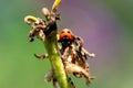 A colorful portrait of a ladybug or ladybird on a wilted flower hanging on a branch of a plant. The beetle insect was hunting for Royalty Free Stock Photo