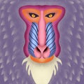 Colorful portrait of mandrill on purple background. Hand drawn wild animal.