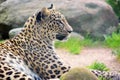 Colorful Portrait of Persian Leopard Lying Royalty Free Stock Photo