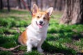 Colorful portrait purebred Welsh Corgi dog outdoors in the grass on a sunny summer day