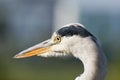 Colorful portrait of a single isolated hunting heron egret on natural blurred background