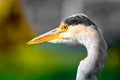 Colorful portrait of a single isolated hunting heron on blurry background