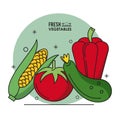 Colorful poster fresh vegetables cob corn tomato cucumber and peppers