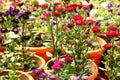 Colorful potted garden flowers blooming