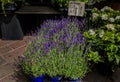 Colorful potted lavender plants in bloom at market at Cours Saleya market in Nice in the South of France Royalty Free Stock Photo