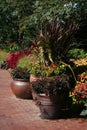 Colorful Potted Plants