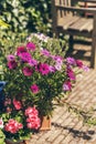 Colorful potted summer flowers