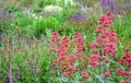 Colorful prairie flower bed with purple white and red flowers in spring lush green reminiscent of a meadow Royalty Free Stock Photo