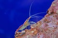 Colorful prawn inside the aquarium