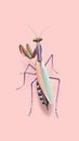 Colorful Praying Mantis on Pink Background, Abstract Insect Artwork. Royalty Free Stock Photo