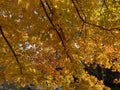 Colorful Pretty Orange Leaves Fall Foliage in Autumn