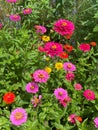 Colorful Pretty Zinnia Flowers in the Garden
