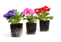 Colorful primula flower in garden soil