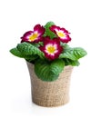 Colorful Primula flower in pot decorated with sackcloth isolated on white Royalty Free Stock Photo