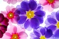 Colorful primula flowers