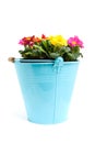 Colorful primula flowers in bucket