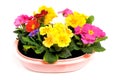 Colorful Primula flowers in pink pot
