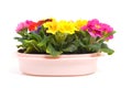 Colorful Primula flowers in pink pot