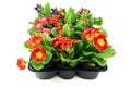 Colorful primula in mixed in a tray box