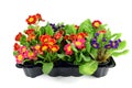 Colorful primula in mixed in a tray box