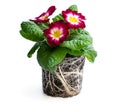 Colorful Primulas in black pot with roots isolated on white