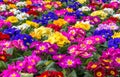 Colorful Primulas