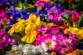 Colorful Primulas