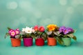 Colorful primulas in colorful flower pots on green background